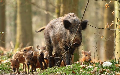 Rome mayor orders inquiry into wild boar killing in kids playground