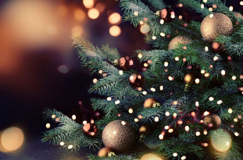 Where To Buy A Christmas Tree In Rome - Wanted In Rome