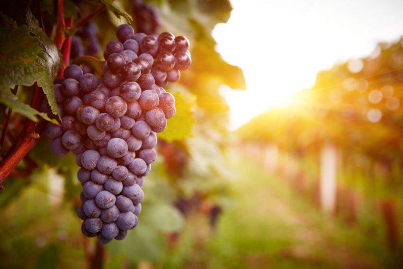 Grape Harvest and Wine Festival at Rome’s Botanic Garden