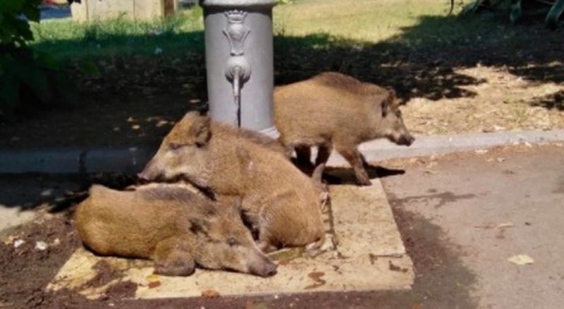 Kemarahan atas rencana Italia untuk berburu babi hutan di kota-kota