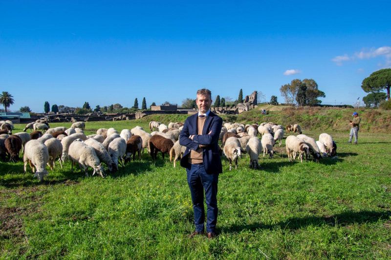 Draft Pompeii pada domba untuk memangkas rumput