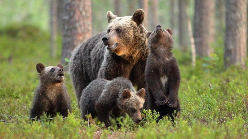 Orso catturato in Italia “innocente” per aver ucciso un jogger, lo chiarisce un nuovo studio