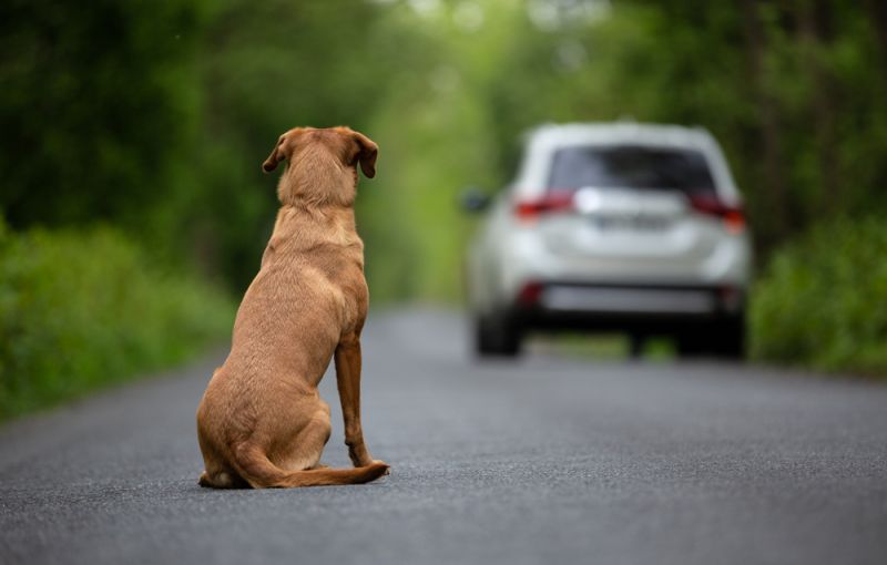 Los automovilistas que abandonan a sus perros en Italia corren el riesgo de perder su permiso de conducir