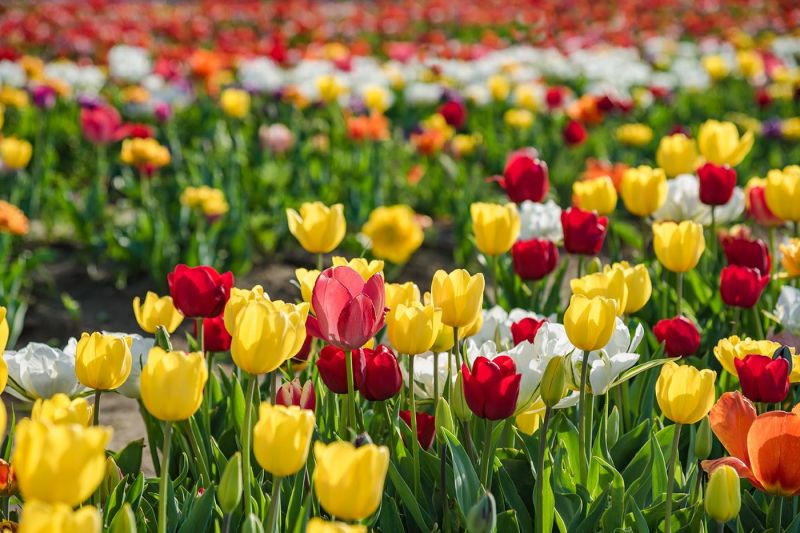 Rome's pick-your-own tulip park reopens this spring image