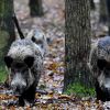Swine fever: Lazio region approves plan to kill 50,000 wild boar